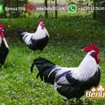 Pemasangan Betting Judi Ayam Situs S1288